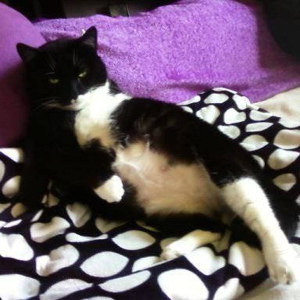 Meet your Posher, Lisa